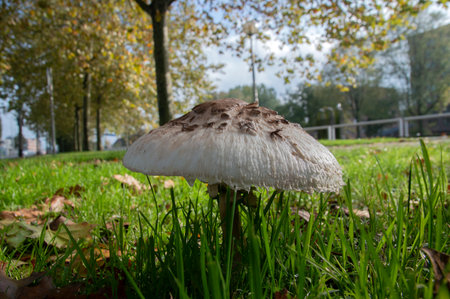 Close Up Of A Shaggy Parasol Mushroom At Diemen The Netherlands 2019