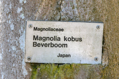 Close Up Sign Magnoliaceae Magnolia Kobus Beverboom At The Nieuwe Ooster Cemetery Amsterdam The...