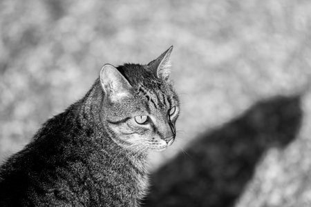 Close Up Of A House Cat