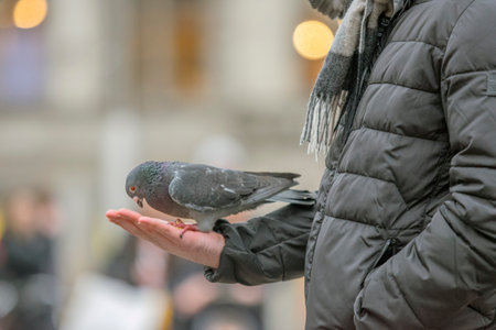 Holding Pigeons In Your Hands On The Dam Square At Amsterdam The Netherlands 2019のeditorial素材