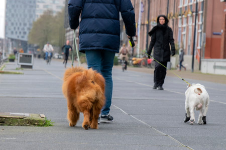 Walking Along The Veemkade With Dogs At Amsterdam The Netherlandsのeditorial素材