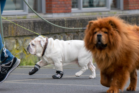 Walking Along The Veemkade With Dogs At Amsterdam The Netherlands