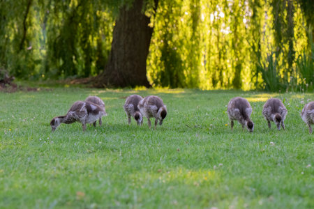 Close Up Of Baby Egyptian Gooses At Amsterdam The Netherlands 25-6-2020
