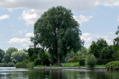 Large Tree At The Gaasperplas At Amsterdam The Netherlands 20-7-2020のeditorial素材