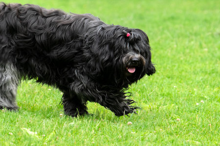 Close Up Of A Puli Dog At Amsterdam The Netherlands 19-6-2020の写真素材