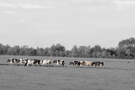 Close Up Of A Group Of Cows At Abcoude The Netherlandsの写真素材
