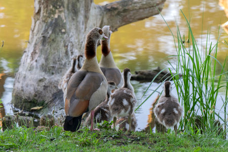 Mother Egyptian Goose With Little Ones At Amsterdam The Netherlands 6/26/2020の写真素材