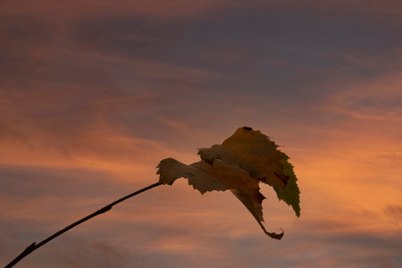 Close Up Tree Leaf In A Red Skyの写真素材