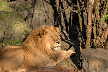 Close Up Male Lion At Amsterdam The Netherlands 30-12-2019の写真素材