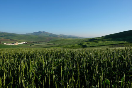 wide green cornfield under clear blue sunny sky in morocco. green mountains. healthy organic agricultureの写真素材