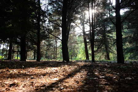 sun light shining through trees forest. Shadow on brown leaf ground. Low angleの写真素材