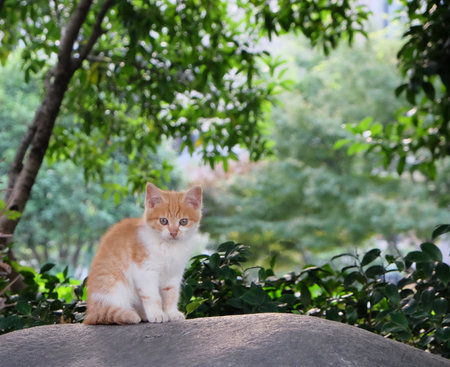 one brown little baby cat standing on rock. looking at camera. blur green trees background. sunny dayの写真素材