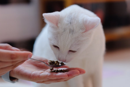 close up hands feed food for a pure white pet cat.の写真素材