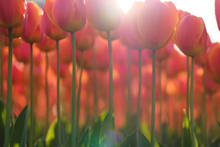 bright sunshine shining through red tulip flowers. many bright beautiful tulips with green stems. Low angle.の写真素材
