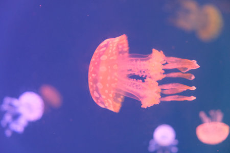 close up one fluorescent pink jellyfish swimming in water.の写真素材