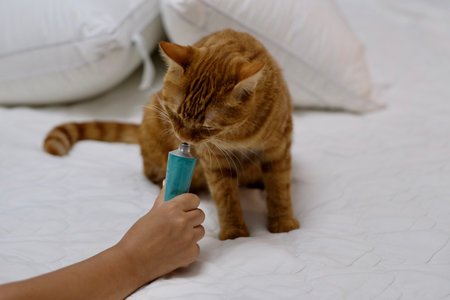 close up one hand feeding hairball remedy food to cute tabby cat on bedの写真素材
