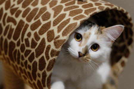 close up one cute white cat head out from a cat tree house, looking at cameraの写真素材