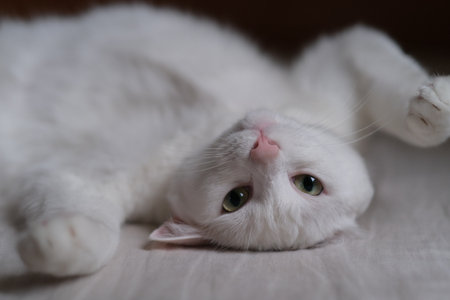 close up playful white cat, rolling over upside down on bed sheet, looking at cameraの写真素材