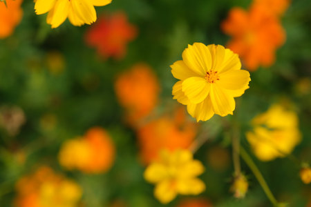 close up yellow Cosmos sulphureus flower with blur bokeh