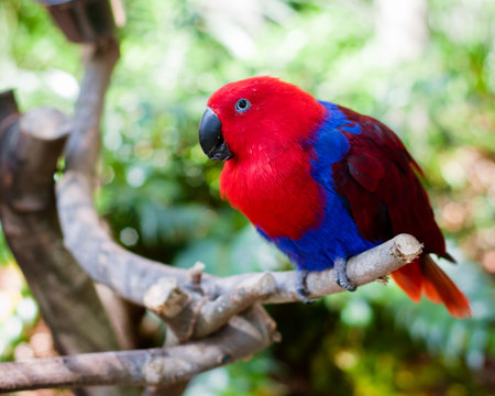 Red and blue parrotの写真素材