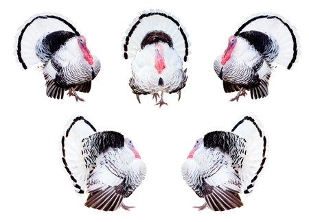 Composite of turkeys in different poses isolated on white. の写真素材