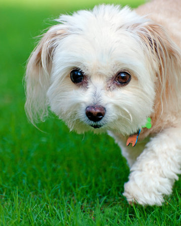 Portrait of maltipoo dog running in field の写真素材