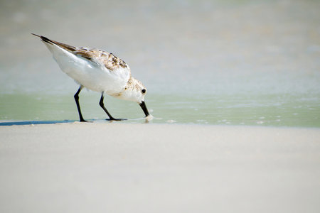 Sandpiper searching for food on Florida coast.