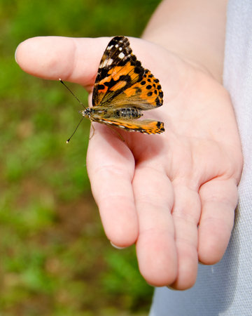 Spring concept with close up of child holding a painted lady butterfly, Vanessa carduiの写真素材