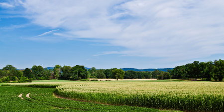 Panoramic image of curved rows of corn and soybeans growing in summer under cloudy blue skyの写真素材