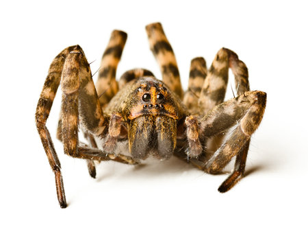 Close up of wolf spider on white background Close up of wolf spider on white background