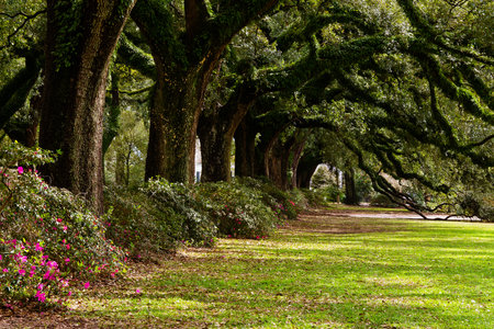 Line of ancient oak trees in park setting