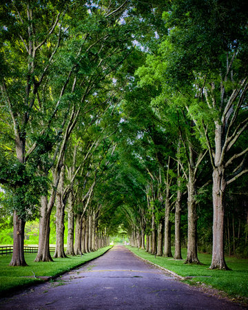 Rural road lined by oak treesの写真素材