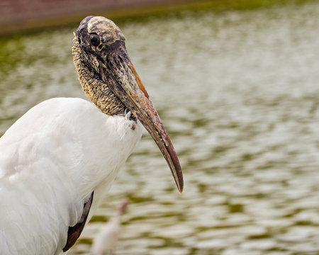 Close up portrait of wood stork, mycteria americana, in Lakeland, Floridaの写真素材