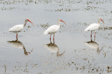 Three white ibis, Eudocimus albus, birds lined up while feeding in lake