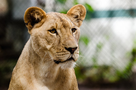 Portrait of African lioness lion  Panthera leo  