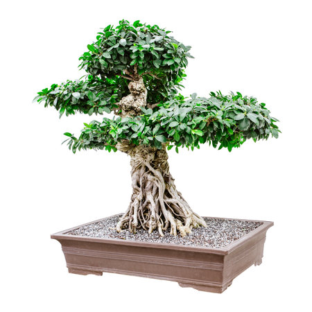 Large, fancy bonsai tree isolated on whiteの写真素材