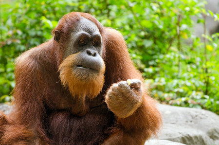 Portrait of adult orangutan  Pongo pygmaeus 
