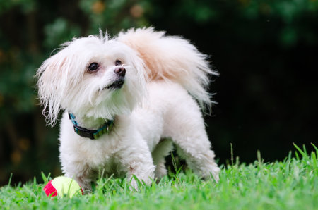 Portrait of maltipoo dog playing with ball in fieldの写真素材