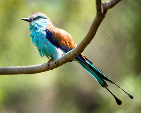 Racket-tailed Roller  Coracias spatulatus  perched on branchの写真素材