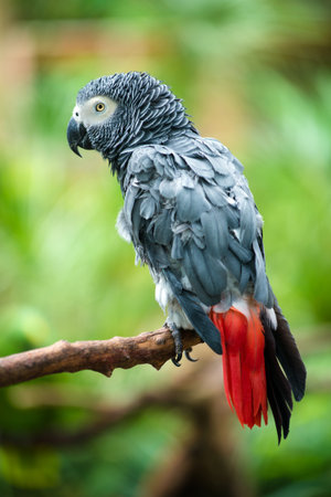 Portrait of African Gray Parrot の写真素材