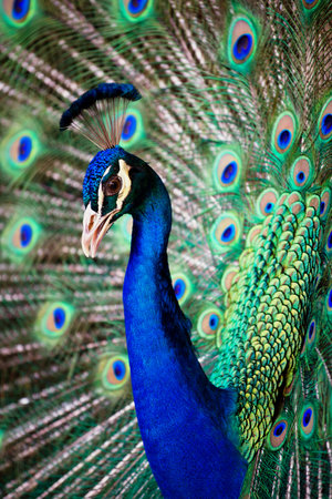 Portrait of beautiful peacock with feathers outの写真素材