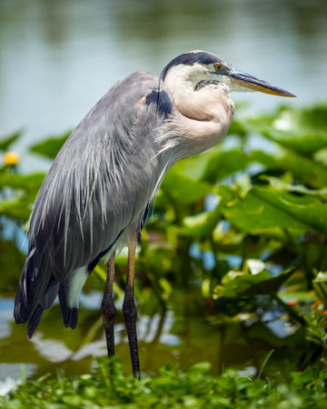 Portrait of great blue heron, Ardea herodiasの写真素材