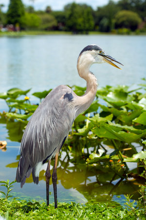 Portrait of great blue heron, Ardea herodiasの写真素材