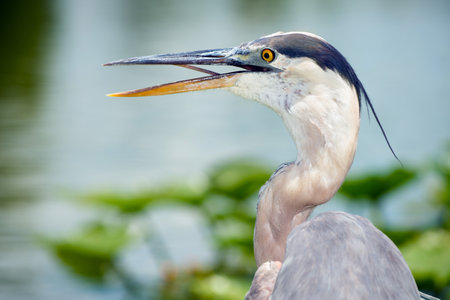 Portrait of great blue heron, Ardea herodiasの写真素材