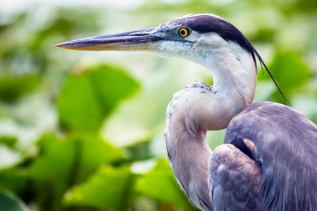 Portrait of great blue heron, Ardea herodiasの写真素材
