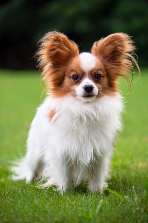 Portrait of purebred Papillon dogの写真素材