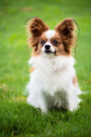 Portrait of purebred Papillon dogの写真素材