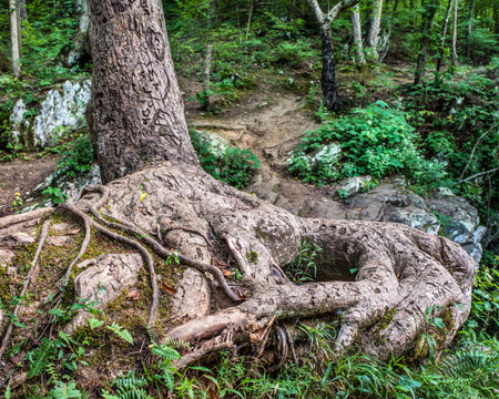 Lover s tree with gnarly roots and initials carved on it along forest pathの写真素材
