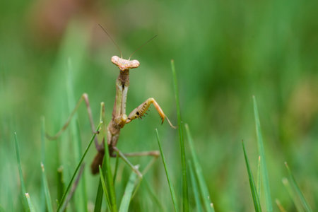 Praying mantis walking in grass in close up macro imageの写真素材