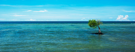 Solitary Tree in the sea 